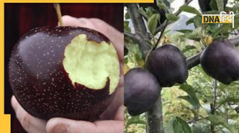 black diamond apple