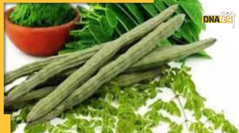 moringa leaves benefits 