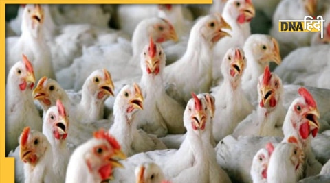 bird flu avian influenza 