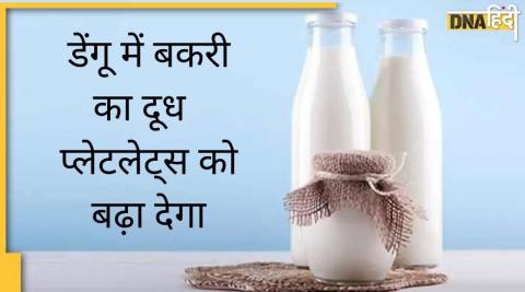 डेंगू होते ही बकरी के दूध के साथ पीएं इन दो पत्तियों का रस, ब्लड में प्लेटलेट्स की नहीं होगी कमी