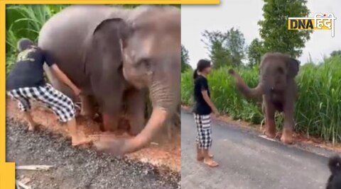 Elephant viral video : हाथी का वायरल वीडियो