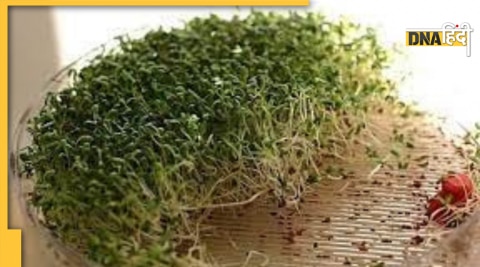 sprouted Flex Seeds benefits 