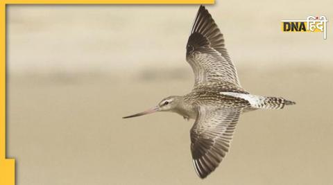 Bar Tailed Godwit