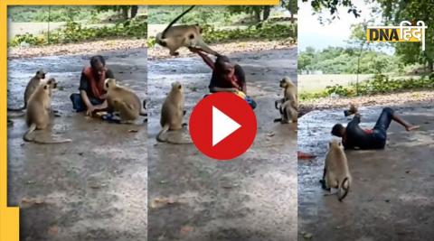 Monkey Funny Video