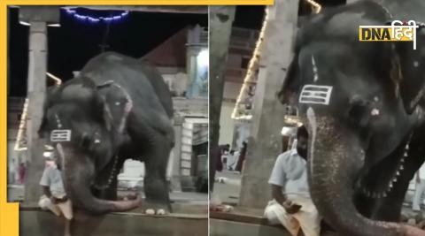 Elephant Viral Video