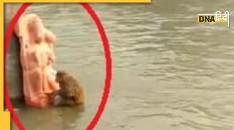 Hanuman ji saved monkey