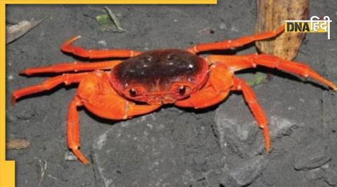 man eating crab 