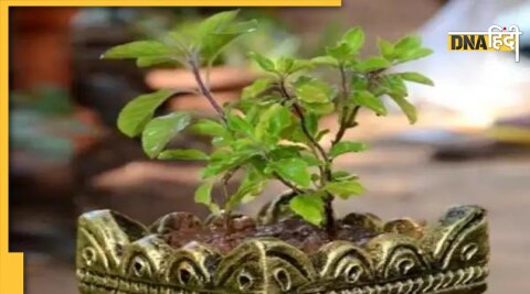 should we watered tulsi on ekadashi and sunday 