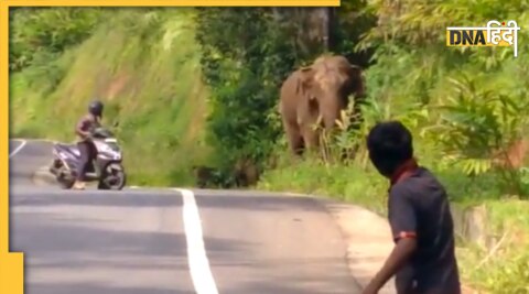 Elephant viral video : हाथी का वायरल वीडियो