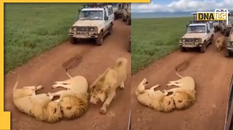 Lion viral video