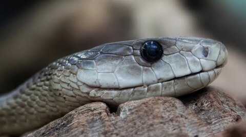 Black mambas are shy