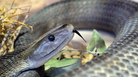 Black mambas are not completely black