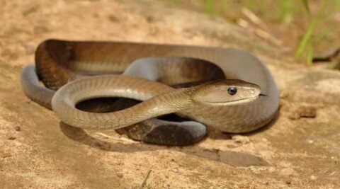 How does a black mamba bite cause death?