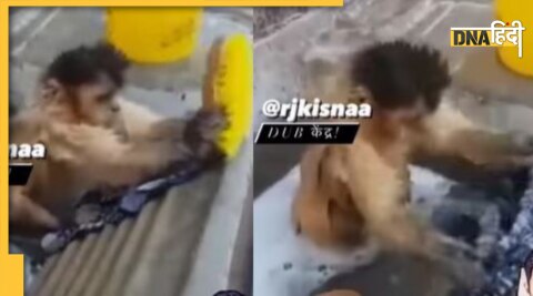 Monkey Viral Video : बंदर का वायरल वीडियो