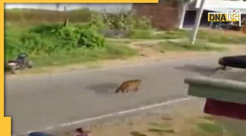 leopard viral video :  तेंदुए का वायरल वीडियो