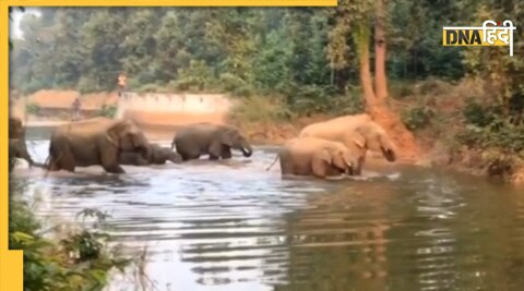 Elephant viral video : हाथी का वायरल वीडियो