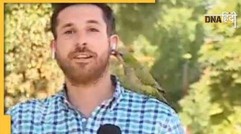  parrot stealing earphones