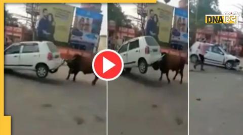 bull attack on car