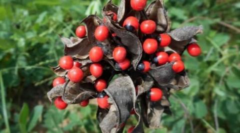 Rosary Pea