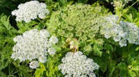 Giant hogweed