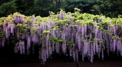 Wisteria