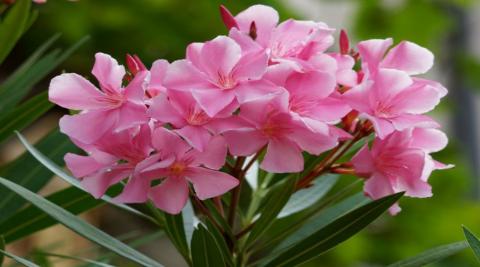 Nerium Oleander