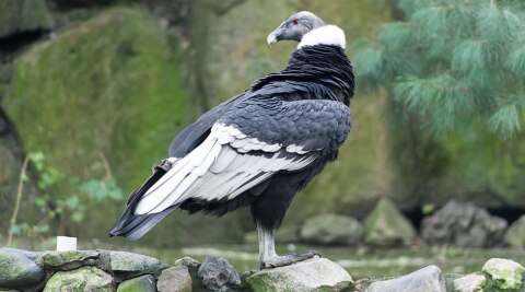 Andean Condors sometimes eat more than they weigh