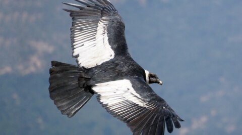 Andean Condor has a white collar on its neck