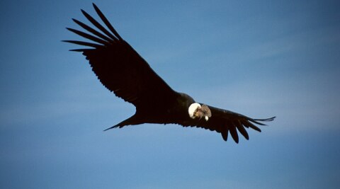 Andean Condor Numbers Are Decreasing