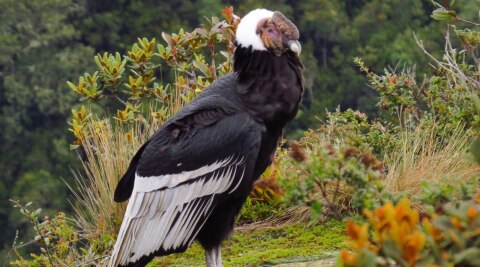 Andean Condor live up to 75 years