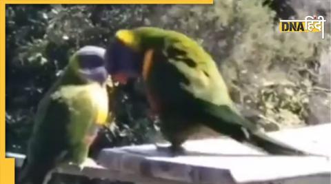 Parrot funny video