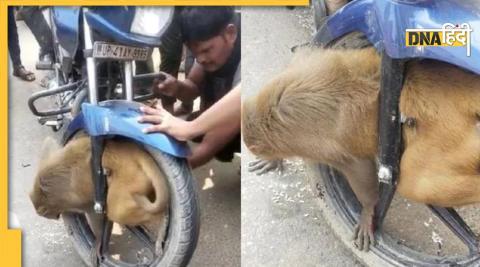 monkey stuck in bike wheel 