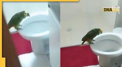 funny parrot video