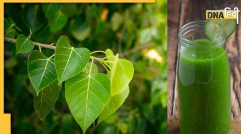 Peepal Leaves Benefits