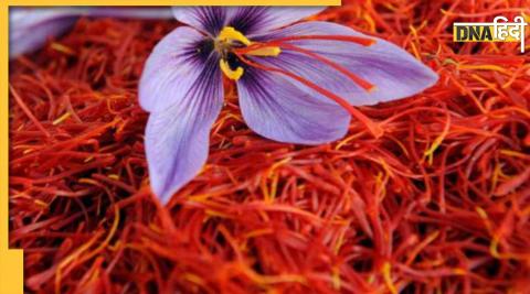 Original Saffron