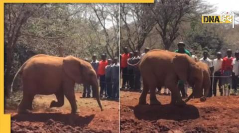 baby elephant video