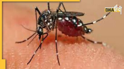 dengue can happen second time symptoms treatment 