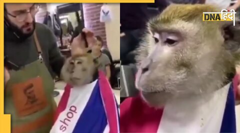 Monkey Viral Video : बंदर का वायरल वीडियो