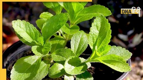 diabetes remedy stevia control blood sugar level 