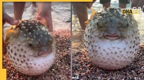 Pufferfish Viral Video