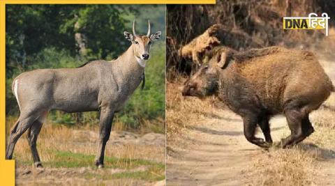 बिहार के दरभंगा एयरपोर्ट पर नील गाय और जंगली सूअर को मारने का आदेश दिया गया है.