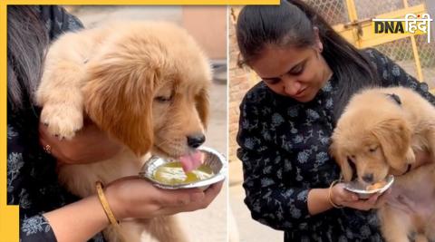 Dog eating golgappa