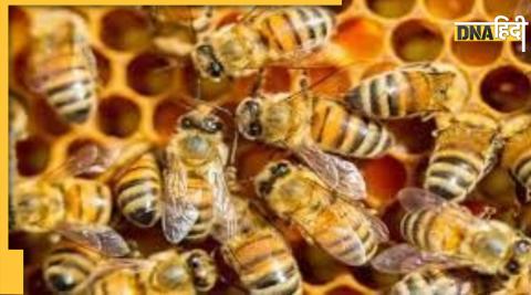 bees lifetime half in last 50 years