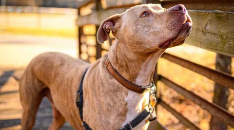 American Pit-bull terriers