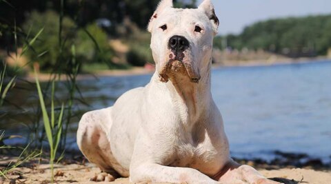 Dogo Argentino