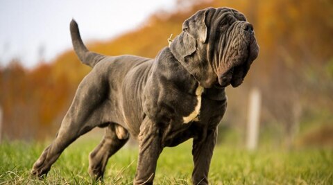 Neapolitan mastiff