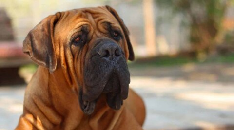 Boerboel