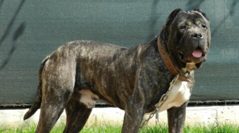 Presa Canario