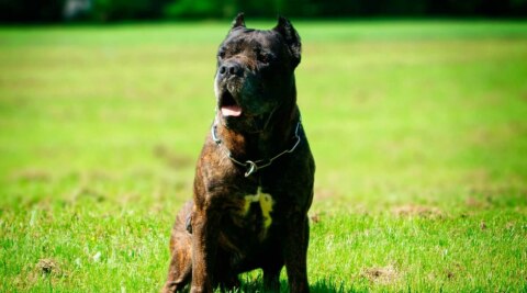 Bandog