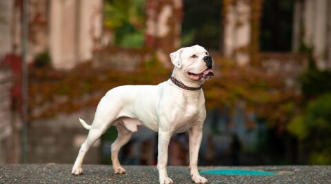 American Bulldog